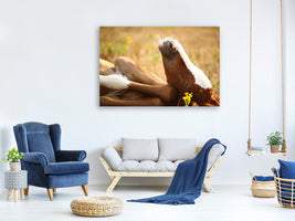 3-piece-canvas-print-the-sleeping-horse