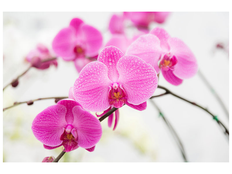 5-piece-canvas-print-the-symbol-of-orchid