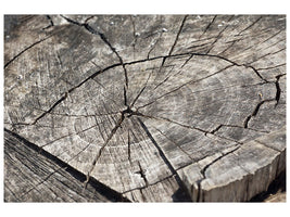 3-piece-canvas-print-the-tree-rings