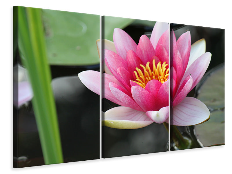 modern-3-piece-canvas-print-the-water-lily-in-pink