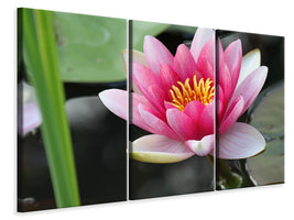 4-piece-canvas-print-the-water-lily-in-pink