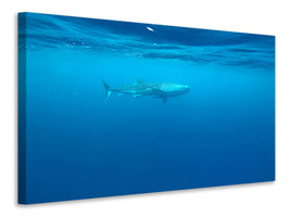 panoramic-canvas-print-the-whale-shark