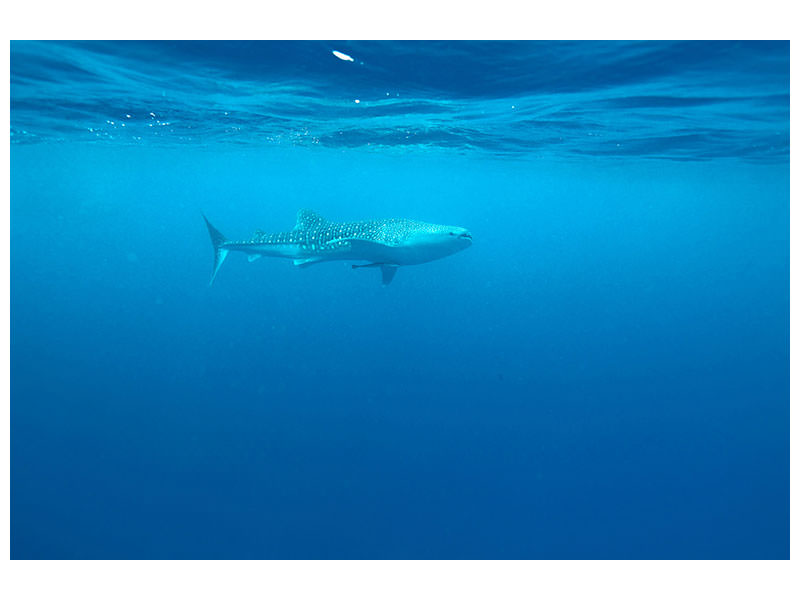 5-piece-canvas-print-the-whale-shark