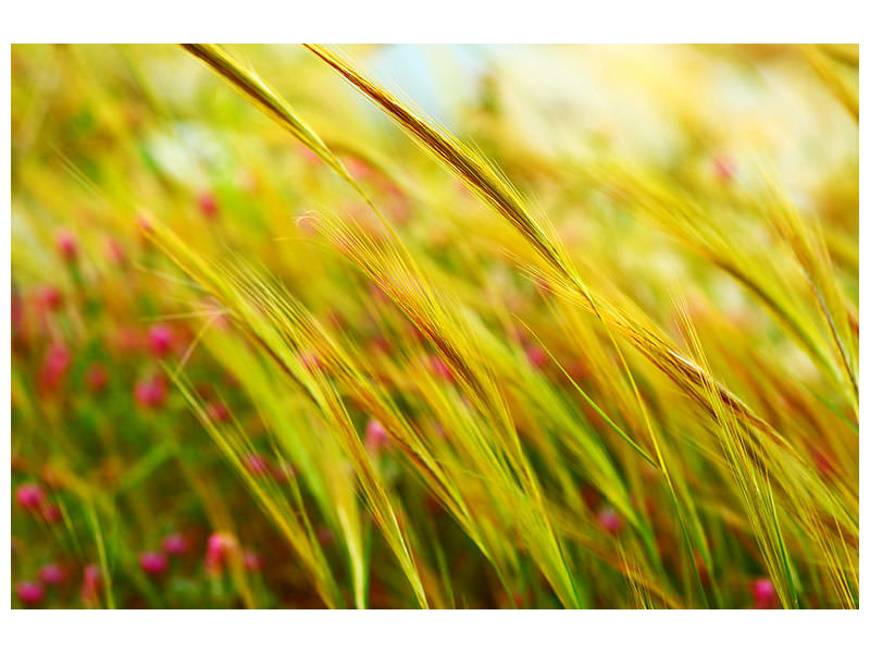 panoramic-3-piece-canvas-print-the-wheat-field