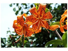 3-piece-canvas-print-the-wild-tiger-lilies