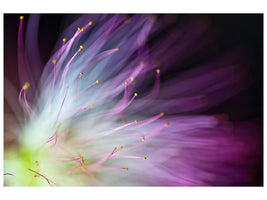 panoramic-canvas-print-the-will-o-the-wisp