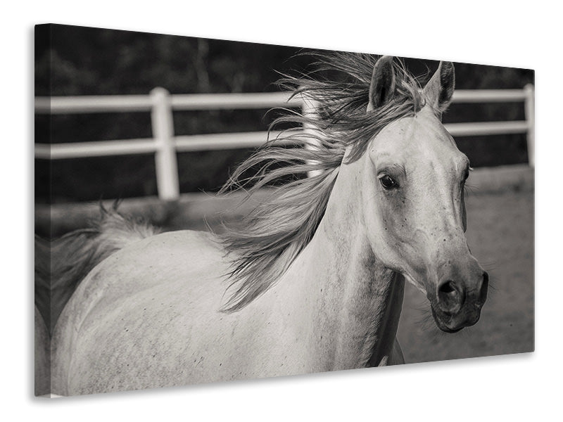 3-piece-canvas-print-there-is-a-horse