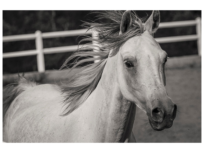 3-piece-canvas-print-there-is-a-horse