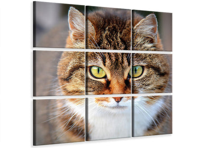 4-piece-canvas-print-tiger-cat