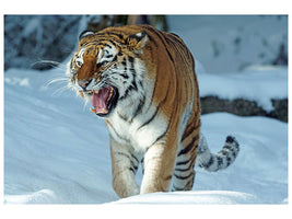 3-piece-canvas-print-tiger-in-the-snow