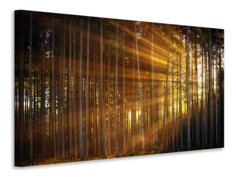 modern-3-piece-canvas-print-trees-in-sunbeams