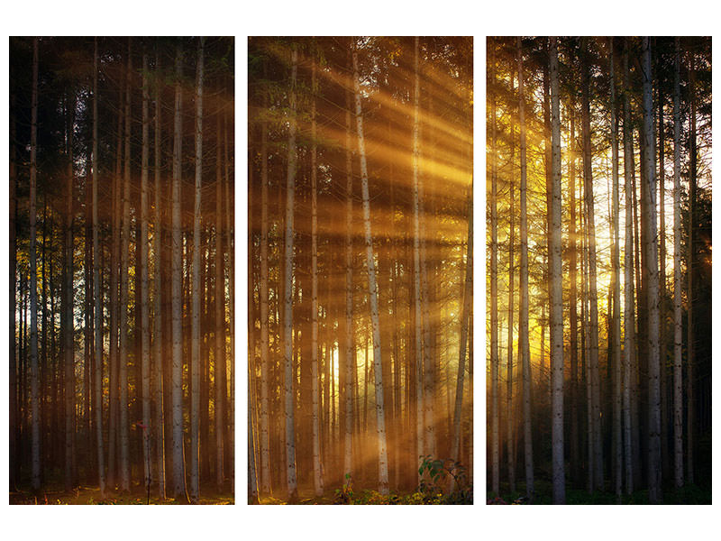 canvas-print-trees-in-sunbeams