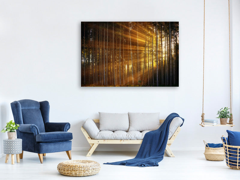 5-piece-canvas-print-trees-in-sunbeams