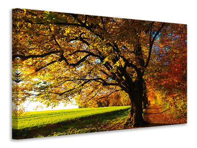 5-piece-canvas-print-trees-in-the-autumn