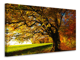 modern-4-piece-canvas-print-trees-in-the-autumn