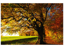5-piece-canvas-print-trees-in-the-autumn