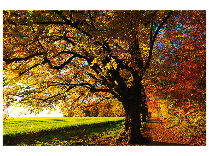 3-piece-canvas-print-trees-in-the-autumn