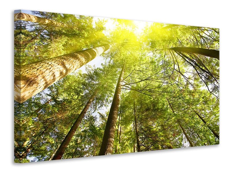 4-piece-canvas-print-treetops-in-the-sun