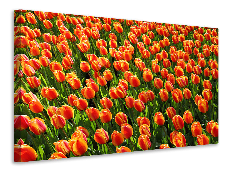panoramic-3-piece-canvas-print-tulip-field-in-orange