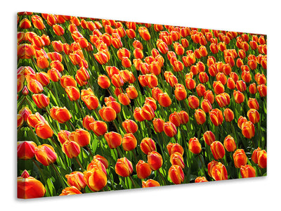 3-piece-canvas-print-tulip-field-in-orange