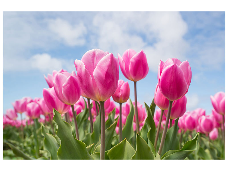 3-piece-canvas-print-tulip-field-in-pink
