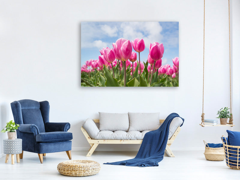 3-piece-canvas-print-tulip-field-in-pink