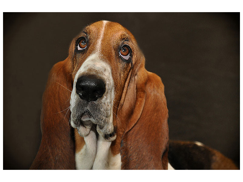 3-piece-canvas-print-typical-basset