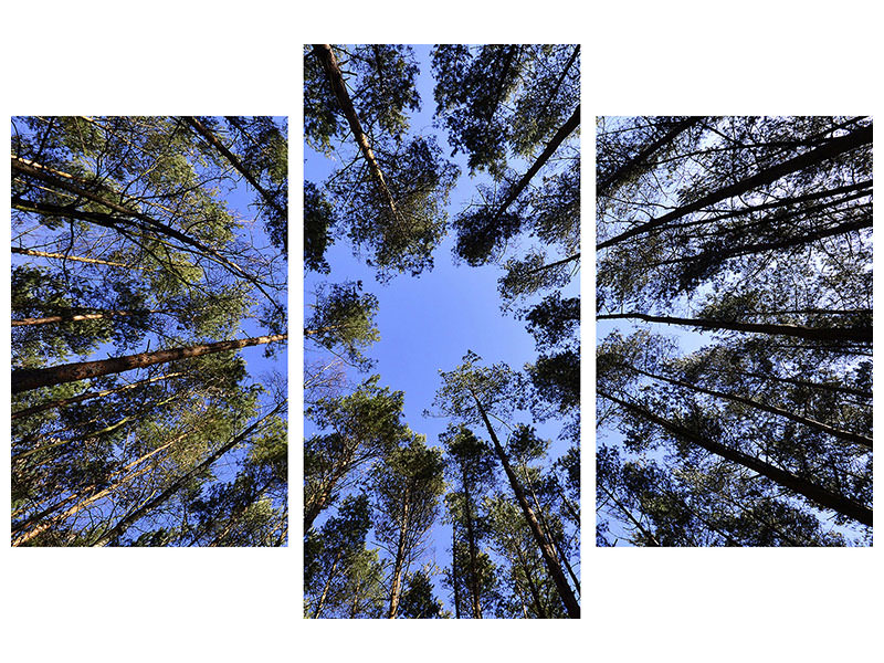 canvas-print-under-high-treetops