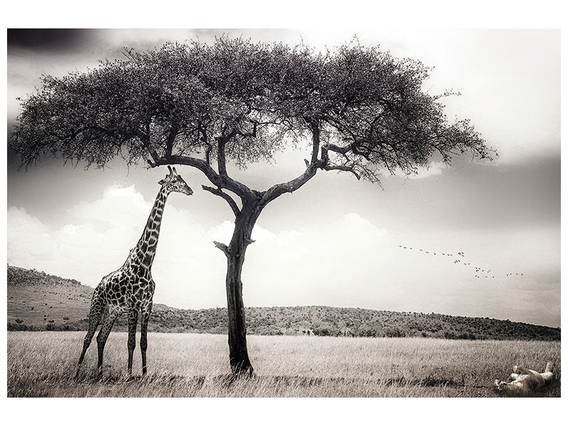 4-piece-canvas-print-under-the-african-sun