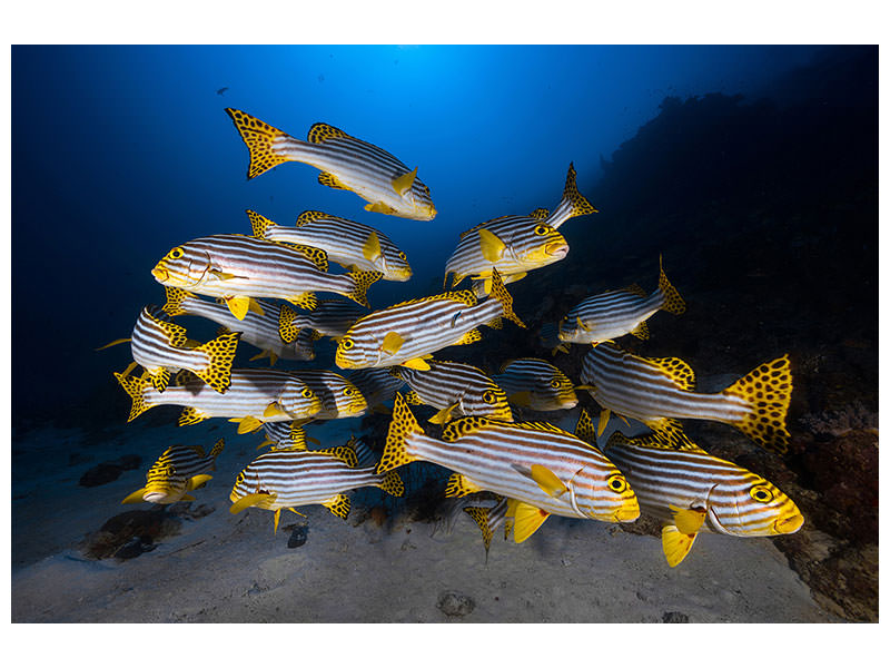 canvas-print-fish-in-the-dance-of-the-waves