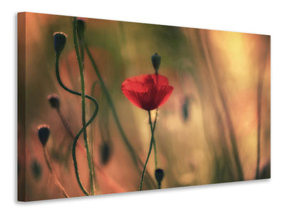 panoramic-canvas-print-untitled-xxviii