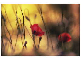 modern-4-piece-canvas-print-untitled-xvi-p