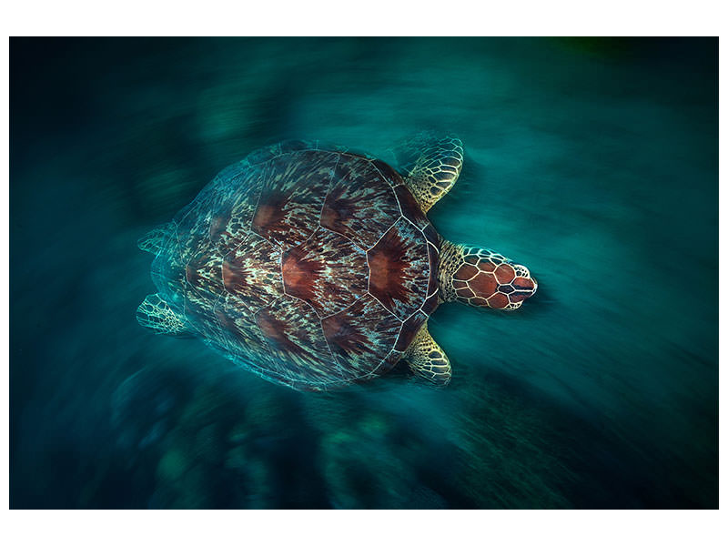 modern-4-piece-canvas-print-valocity-turtle