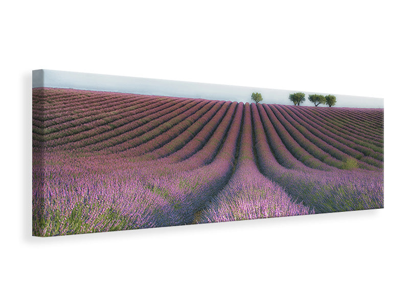 panoramic-3-piece-canvas-print-velours-de-lavender