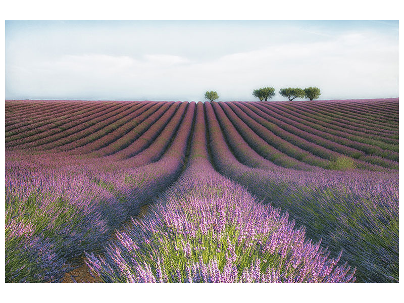 4-piece-canvas-print-velours-de-lavender