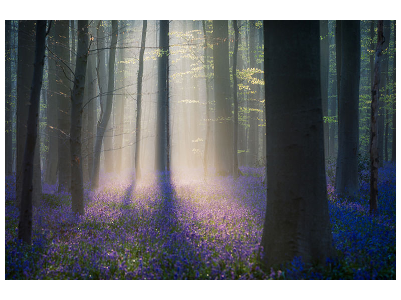 3-piece-canvas-print-velvet-light