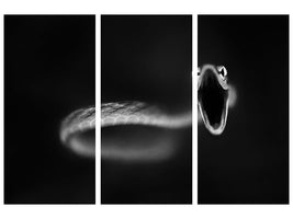 panoramic-3-piece-canvas-print-vine-snake-strike