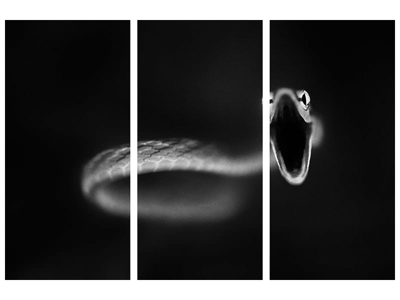 canvas-print-vine-snake-strike