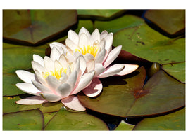 3-piece-canvas-print-water-lily-duo-in-white