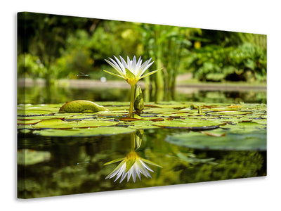 3-piece-canvas-print-water-lily-in-nature