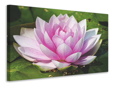 3-piece-canvas-print-water-lily-in-pink