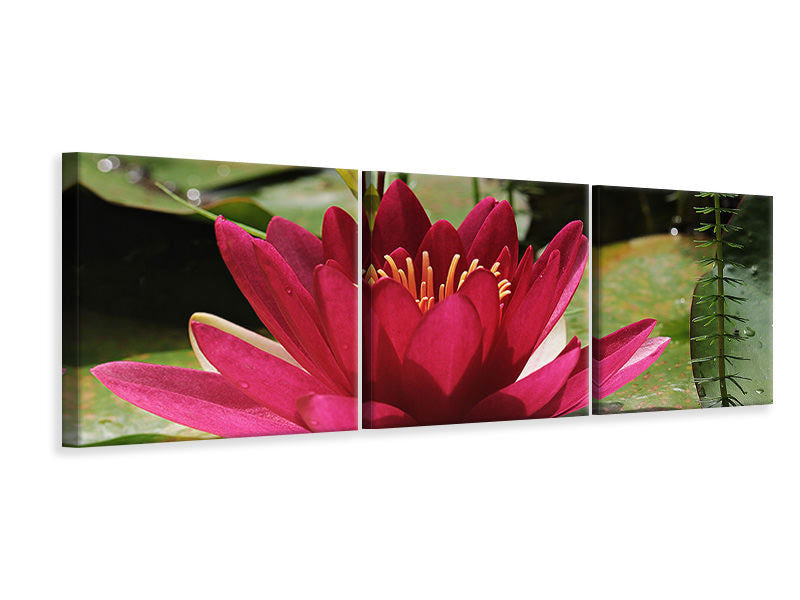3-piece-canvas-print-water-lily-in-red