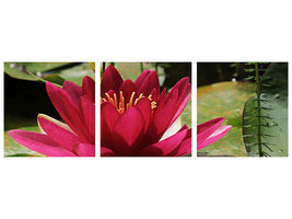 canvas-print-water-lily-in-red