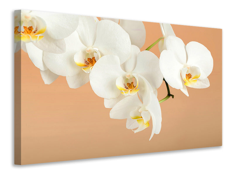 5-piece-canvas-print-white-orchid-flowers