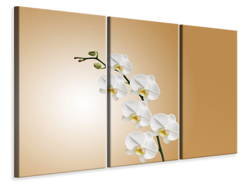 canvas-print-white-orchids-xl