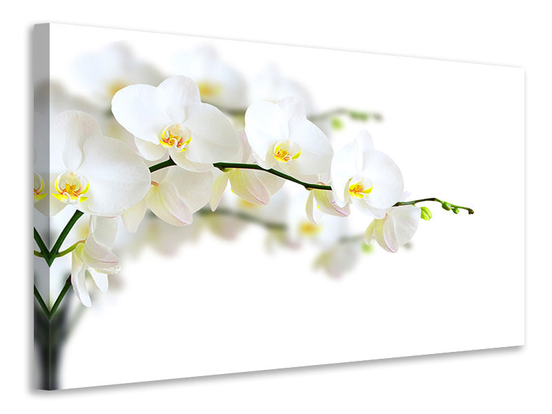 4-piece-canvas-print-white-orchids