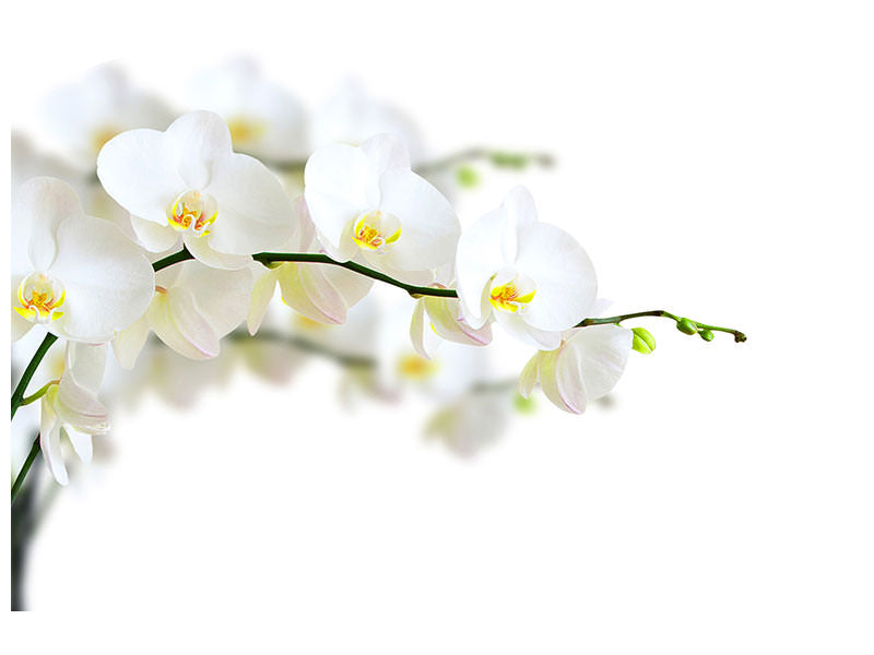 5-piece-canvas-print-white-orchids