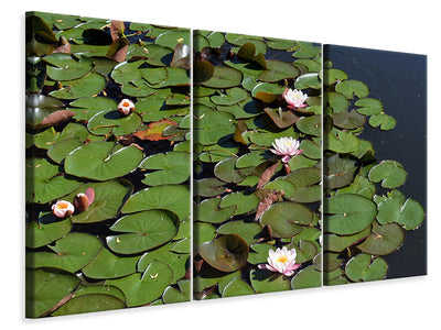 panoramic-canvas-print-white-water-lilies-in-the-pond