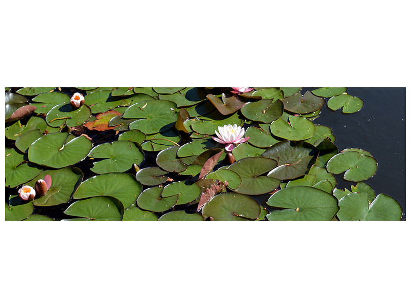 canvas-print-white-water-lilies-in-the-pond