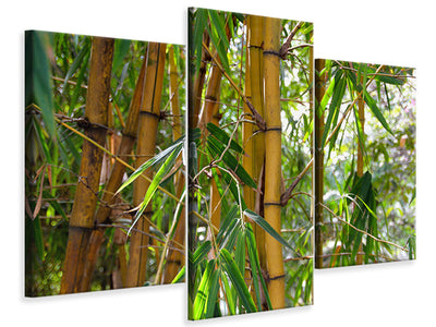 canvas-print-wild-bamboo
